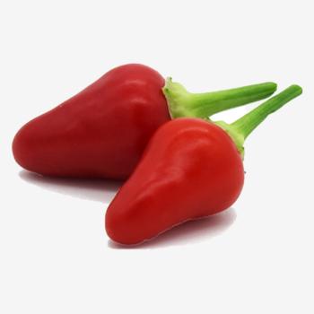 spiccanti_petardo_market_web.png