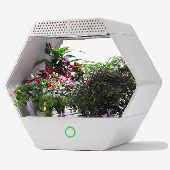 An exagonal grow box called Linfa with plants linging inside it